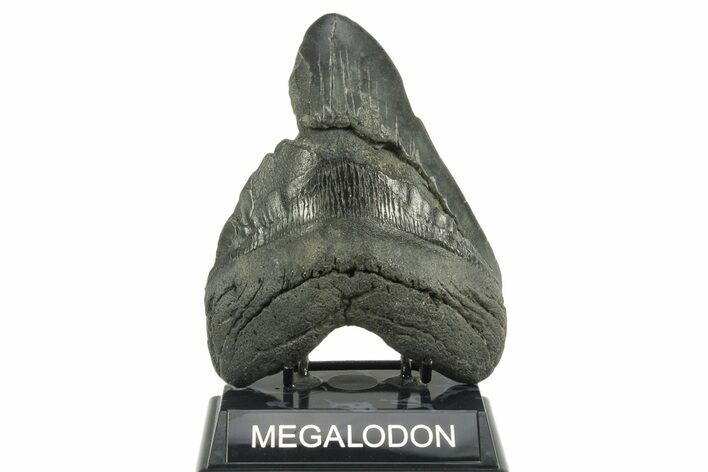 Bargain, Fossil Megalodon Tooth - South Carolina #365721